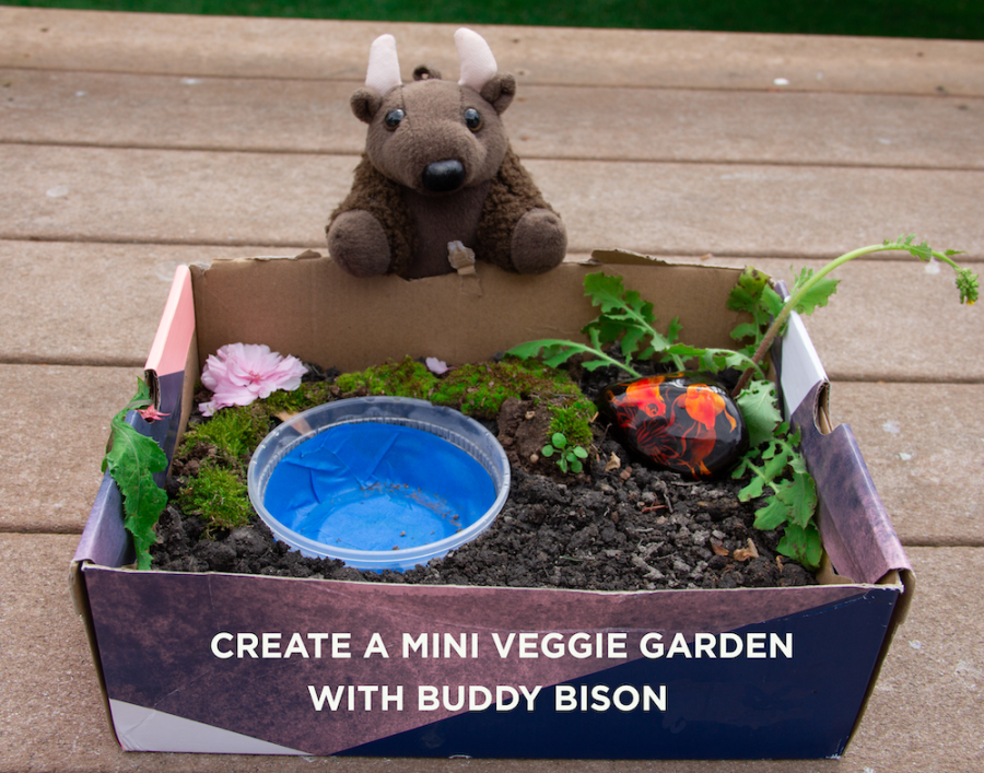 Buddy Bison's Veggie Garden